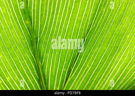 macro image of a highly patterned green leaf structure. Veins and lines in a leaf. Stock Photo