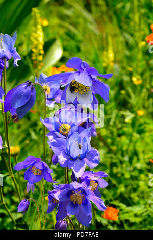 Beautiful blue wildflowers Aquilegia glandulosa close up, growing in alpine weadows of Altai mountains, Russia Stock Photo