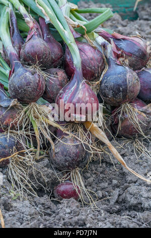 a bunch of freshly assembled blue onions lying on a earth closeup, vertical Stock Photo