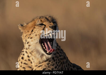 Cheetah (Acinonyx jubatus) yawning in the golden evening light at Manyeleti Private Game Reserve, part of the Greater Kruger National Park Stock Photo
