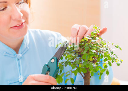 Beautiful woman wearing traditional chinese uniform trimming bonsai tree Stock Photo