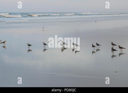 Gathering of Birds On Relaxing Beach With Waves Crashing In the Background. Stock Photo
