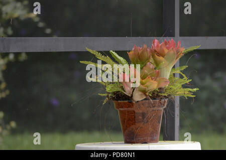 Mature Backyard Potted Plants Colorful Bromeliads Isolated Leafy Fern Foilage Close-up Small Brown Pot Seasonal Botanical Group Background Stock Photo