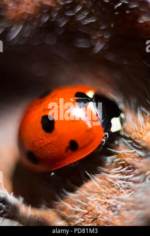 Beautiful red ladybug lucky symbol for good faith macro closeup Stock Photo