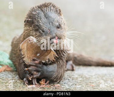 Lutra Lutra - European Otter, Common Otter, Eurasian Otter with facial injuries eating a large fish at Tarbert Harbour, Loch Fyne, Argyll, Scotland UK Stock Photo