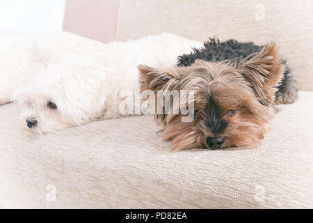 Two cute dogs white maltese and yorkshire terrier on a sofa at home Stock Photo