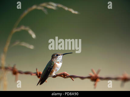 Elkton, OREGON, USA. 7th Aug, 2018. A rufous hummingbird perches on a barbed wire fence at the edge of a pasture along a country road near Elkton in rural western Oregon. Credit: Robin Loznak/ZUMA Wire/Alamy Live News Stock Photo
