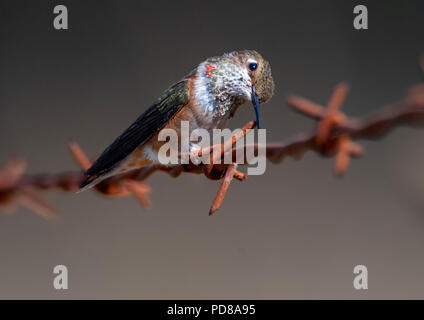 Elkton, OREGON, USA. 7th Aug, 2018. A rufous hummingbird scrapes its beak on the point of a barbed wire fence at the edge of a pasture along a country road near Elkton in rural western Oregon. Credit: Robin Loznak/ZUMA Wire/Alamy Live News Stock Photo