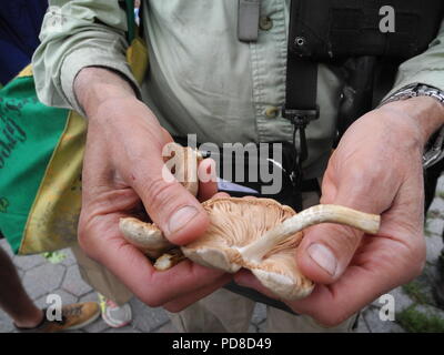 New York, USA. 23rd June, 2018. Steve Brill, who explains plants and their use in cooking in New York's parks, holds some toadstools in his hands, which he discovered on a tree stump in Central Park. Credit: Johannes Schmitt-Tegge/dpa/Alamy Live News Stock Photo