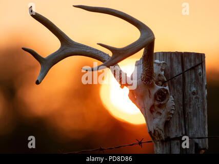 Elkton, OREGON, USA. 7th Aug, 2018. The setting sun is turned orange from wildfire smoke as it sets behind a deer skull mounted on a fence near Elkton in western Oregon. Numerous wildfires are burning in Oregon and California creating smoky air. Credit: Robin Loznak/ZUMA Wire/Alamy Live News Stock Photo
