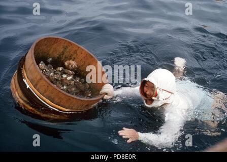 A pearl diver pushes her collecting trough in the water with already harvested pearl oysters in front of her, taken near the pearl island Toba on the Shima Peninsula. (Undated recording). Cultured pearls, like naturally grown pearls, are formed in the pearl oyster by a separation of mother-of-pearl around a foreign body in the shell. For breeding this foreign body is intentionally deposited in young Perl oysters. As in the natural process, it takes about seven years for a pearl to mature. The pearl oysters are 'harvested' by the so-called Ama women, the Japanese pearl diver. | usage worldwide Stock Photo