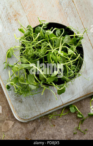 preparing fresh pea shoots Stock Photo - Alamy