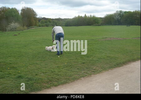 Cockerpoo dog and man in park Stock Photo
