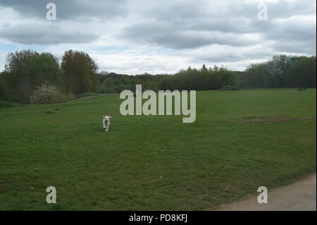 Dog running in green countryside Stock Photo