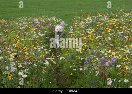 Dog running through meadow flowers Stock Photo