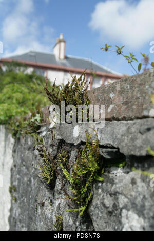 Stone walls with ferns and house in the background Stock Photo
