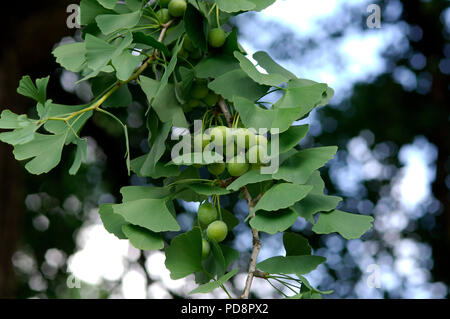Maidenhair tree - Ginkgo biloba Arbre aux 40 écus ou aux pagodes Photo - Alamy