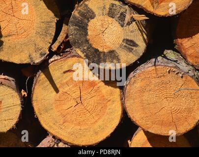 Cutted trees in forest Stock Photo