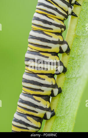 Close-up of a Monarch Butterfly (Danaus Plexippus) caterpillar (larva) 5th instar on a Milkweed plant leaf, showing the prolegs and striped coloration Stock Photo