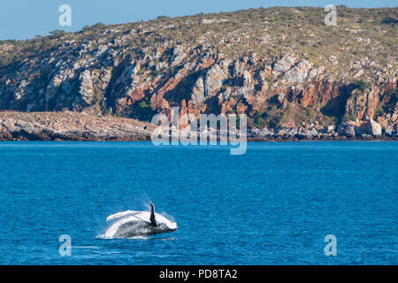 Australia, Western Australia, Kimberley Coast between Yampi Sound and Broom. Breaching male humpback whale in the Timor Sea with Kimberley coast. Stock Photo