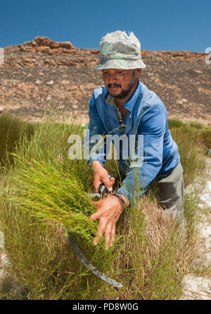 Farmhand harvesting rooibos tea plants with a sickle in the Cederberg Mountains in South Africa. Stock Photo