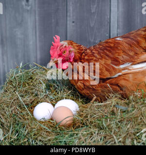 Closeup portrait of chicken sitting near eggs in the hay nest in Eco Farm. Stock Photo