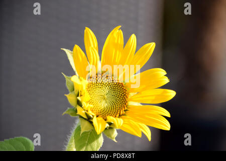 single sunflower in front of pastel-colored background, small species of helianthus annuus bloom in august Stock Photo