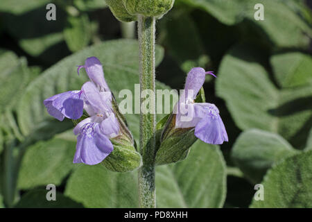 detail of the flowers of common sage, springtime Stock Photo