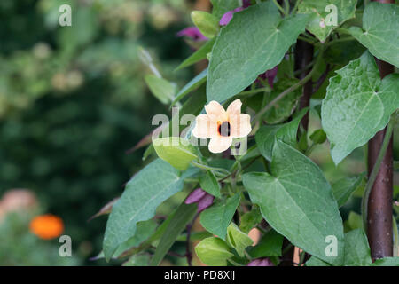 Thunbergia ‘African sunset’. Black-Eyed Susan Vine flowers Stock Photo