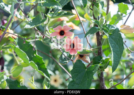 Thunbergia ‘African sunset’. Black-Eyed Susan Vine flowers Stock Photo