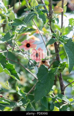 Thunbergia ‘African sunset’. Black-Eyed Susan Vine flowers Stock Photo