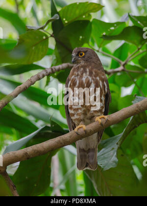 Northern boobook (Ninox japonica / brown hawk owl) perch on a camphor ...