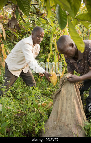 Workers harvest fresh cocoa bean pods from a plantation in Mukono District, Uganda, East Africa. Stock Photo
