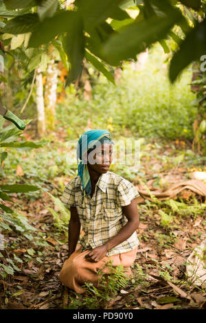 A worker harvests fresh cocoa bean pods from a plantation in Mukono District, Uganda, East Africa. Stock Photo