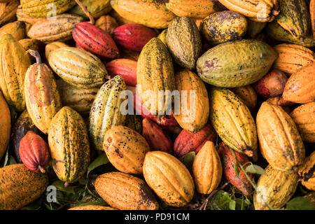 Freshly-harvested cocoa beans are piled up on a cocoa plantation in Mukono District, Uganda, East Africa. Stock Photo