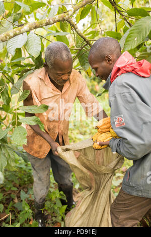 Workers harvest fresh cocoa bean pods from a plantation in Mukono District, Uganda, East Africa. Stock Photo