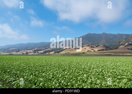 A field of lettuce in the Salinas Valley of central California in Monterey County Stock Photo