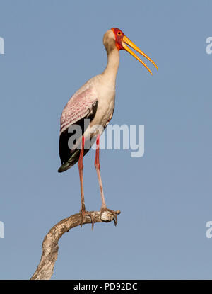 Yellow-billed Stork sitting on perch Stock Photo