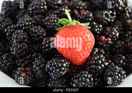 Single Strawberry on a bed of freshy picked Blackberries Stock Photo