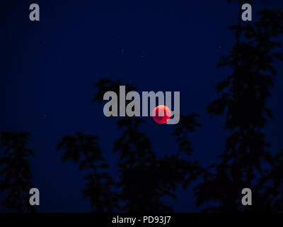 red full moon seen behind tree blood moon from 2018 switzerland Stock Photo