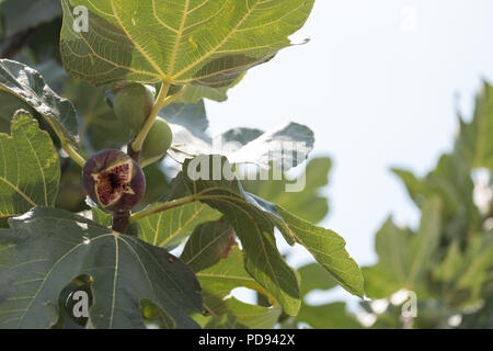 Freshly Ripened Fig on the tree ( Ficus carica ) fruit better known as the common fig,, Saronida, East Attica, Greece, Europe. Stock Photo