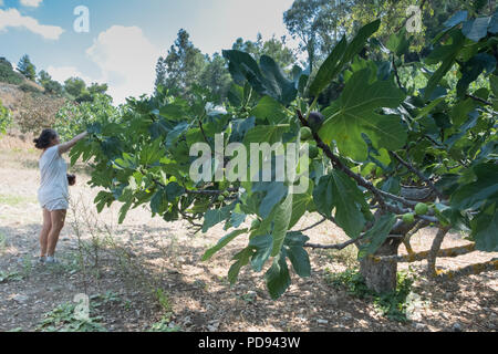 Young lady person picking freshly ripened Fig, ( Ficus carica ) fruit better known as the common fig, Saronida, East Attica, Greece, Europe. Stock Photo