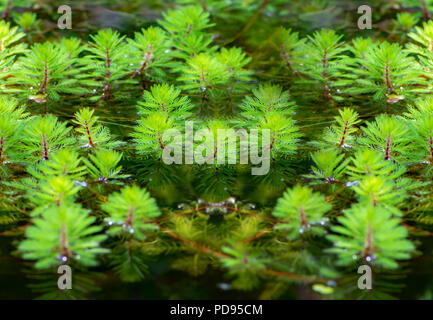 A lot of watermilfoil plants in a pond Stock Photo