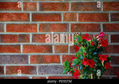 Red Brick wall Background. Close up brick wall rough texture Stock Photo