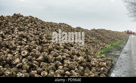 Piles of sugar beets along a road in the province of Groningen in The Netherlands Stock Photo