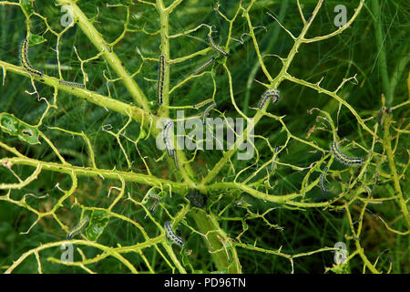 Cabbage plant completely eaten by large cabbage white butterfly caterpillars Stock Photo