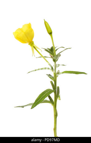Evening primrose, Oenothera biennis, flower and foliage isolated against white Stock Photo