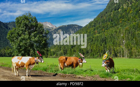 Brown cows with big bells and floral decoration on their heads in the valley with mountains in the background Stock Photo
