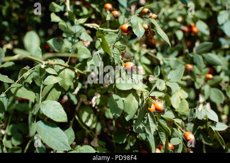 Orange rosehips growing on a bush, as they ripen they turn red & will be ready to pick after the first frost. Traditional ingredient in rose hip jelly Stock Photo