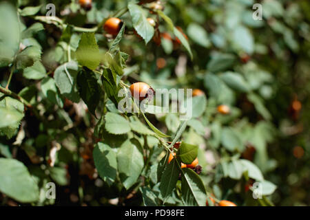 Orange rosehips growing on a bush, as they ripen they turn red & will be ready to pick after the first frost. Traditional ingredient in rose hip jelly Stock Photo